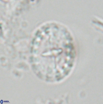 Prediscosphaera arkhangelskyi 18123