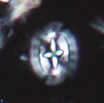 Prediscosphaera arkhangelskyi 18124