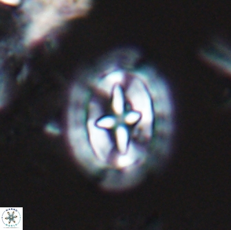 Prediscosphaera arkhangelskyi 18124
