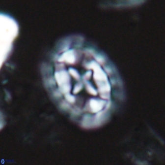 Prediscosphaera arkhangelskyi 18126