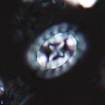 Prediscosphaera arkhangelskyi 18128