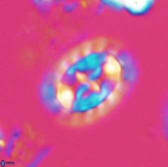 Prediscosphaera arkhangelskyi 18129