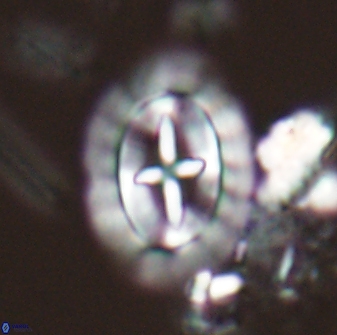 Prediscosphaera arkhangelskyi 28766