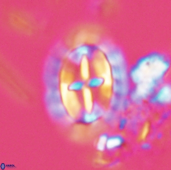 Prediscosphaera arkhangelskyi 28767
