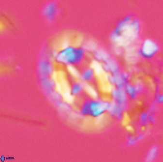 Prediscosphaera arkhangelskyi 28768
