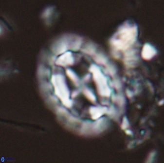 Prediscosphaera arkhangelskyi 28769