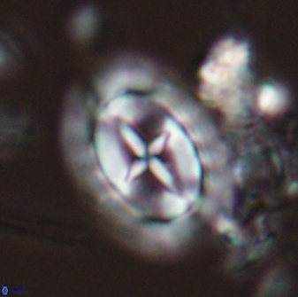 Prediscosphaera arkhangelskyi 28770
