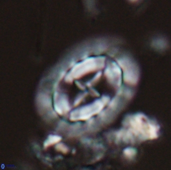 Prediscosphaera arkhangelskyi 28772