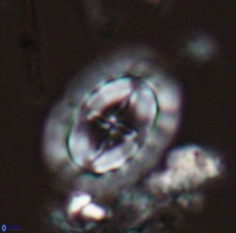 Prediscosphaera arkhangelskyi 28774