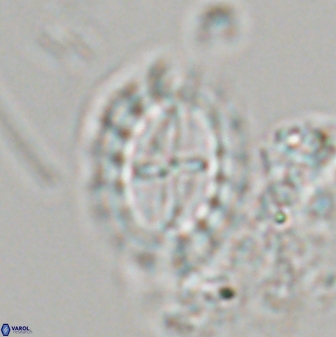 Prediscosphaera arkhangelskyi 28776