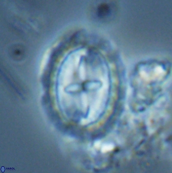 Prediscosphaera arkhangelskyi 28777