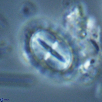Prediscosphaera arkhangelskyi 28779