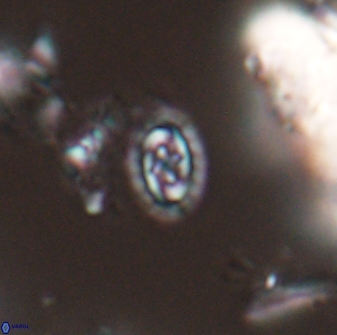 Prediscosphaera borealensis 28731