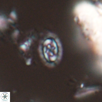 Prediscosphaera borealensis 28731