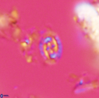 Prediscosphaera borealensis 28733