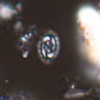 Prediscosphaera borealensis 28734