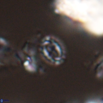 Prediscosphaera borealensis 28736