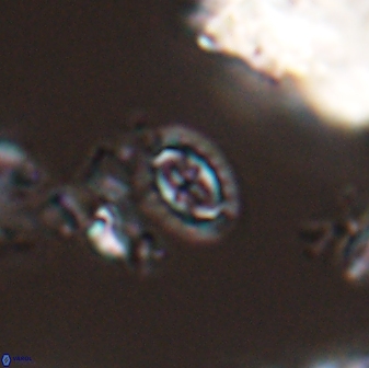 Prediscosphaera borealensis 28737