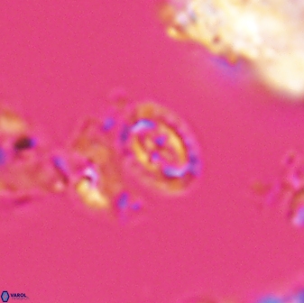 Prediscosphaera borealensis 28738