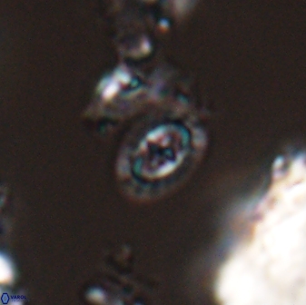 Prediscosphaera borealensis 28739