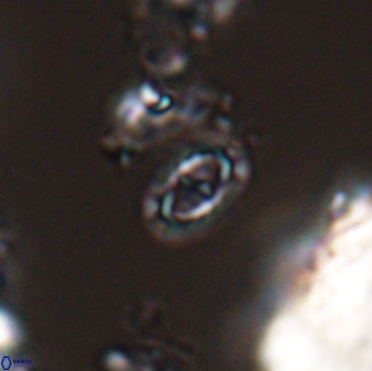 Prediscosphaera borealensis 28740