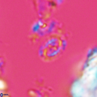 Prediscosphaera borealensis 28741