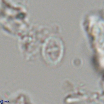 Prediscosphaera borealensis 28742
