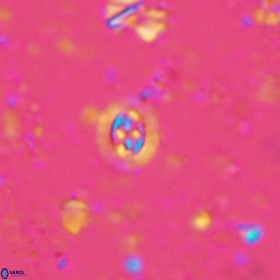 Prediscosphaera germanica 4511