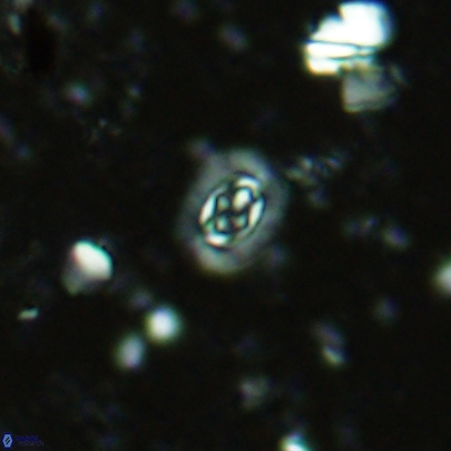 Prediscosphaera germanica 4514
