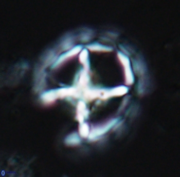 Prediscosphaera grandis 10163