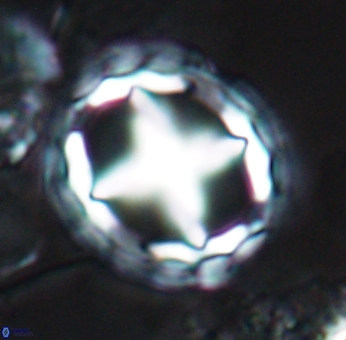 Prediscosphaera grandis 10122