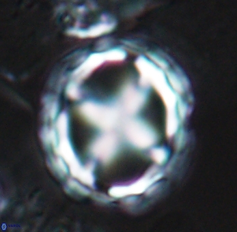 Prediscosphaera grandis 10124