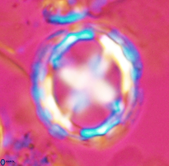 Prediscosphaera grandis 10125