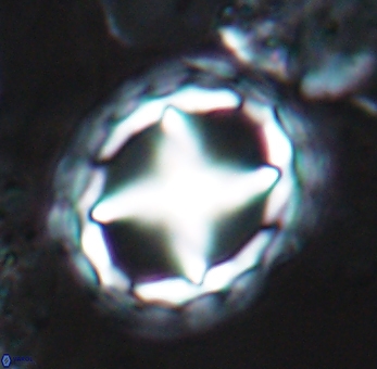 Prediscosphaera grandis 10126