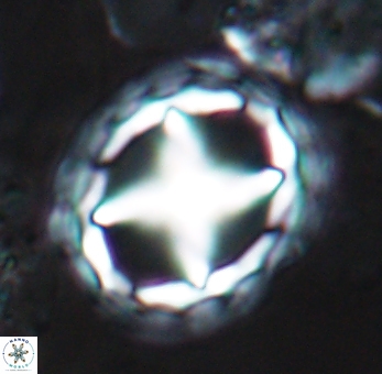Prediscosphaera grandis 10126