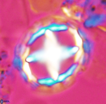 Prediscosphaera grandis 10127
