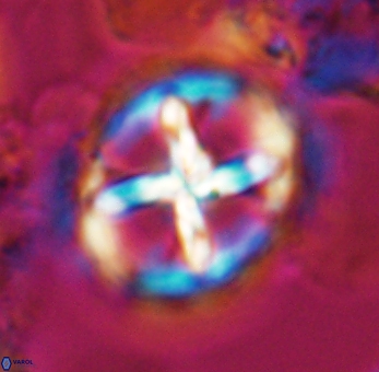 Prediscosphaera grandis 10128