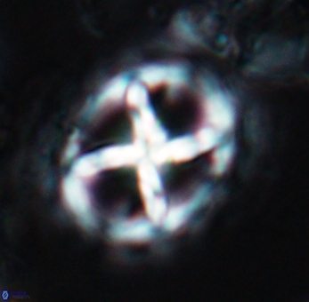 Prediscosphaera grandis 10129