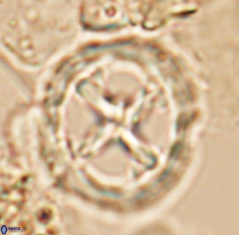 Prediscosphaera grandis 10130