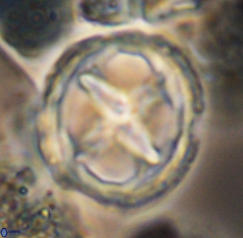 Prediscosphaera grandis 10131