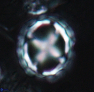 Prediscosphaera grandis 10315