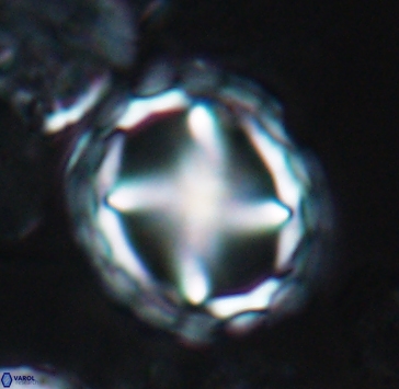 Prediscosphaera grandis 10318