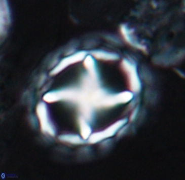 Prediscosphaera grandis 10320