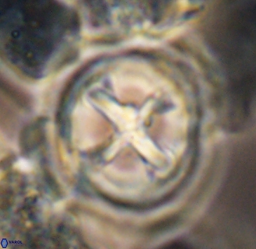 Prediscosphaera grandis 10323