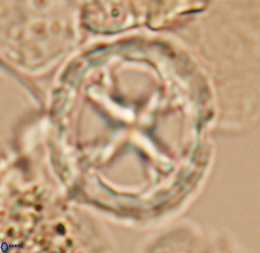 Prediscosphaera grandis 10324
