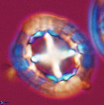 Prediscosphaera grandis 11930