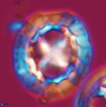 Prediscosphaera grandis 11931