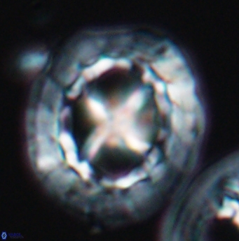 Prediscosphaera grandis 11932