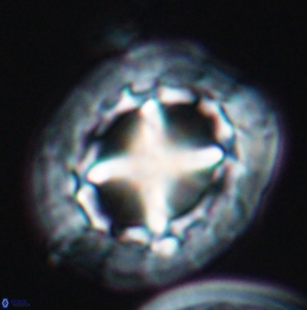 Prediscosphaera grandis 11933