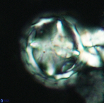 Prediscosphaera grandis 3169